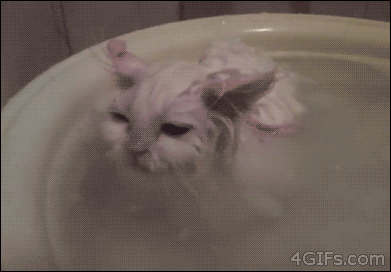 Katt som badar